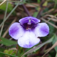 <i>Torenia cyanea</i>  Alston